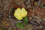 Carolina frostweed